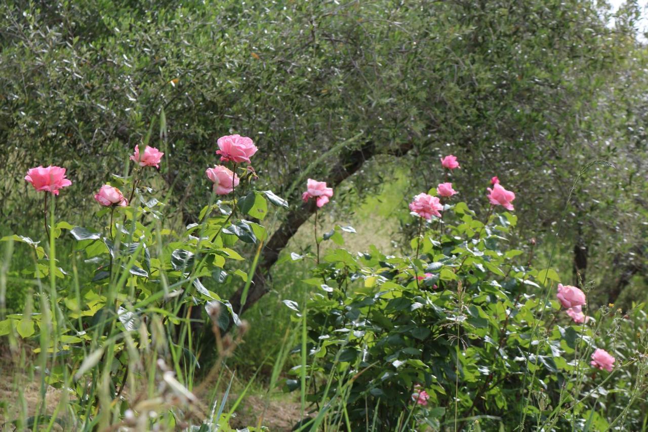 Bed&Breakfast Casa Lisetta Valtopina Esterno foto